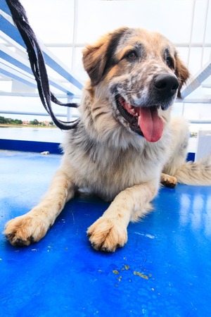 portrait of dog travelling at ferryboat ship deck with tongue outの写真素材