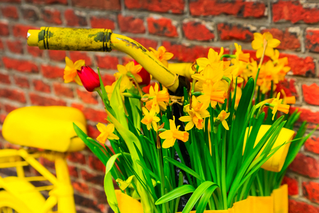 Vintage closeup vibrant yellow bicycle with basket of daffodil flowers on old rustic brick wall backgroundの写真素材