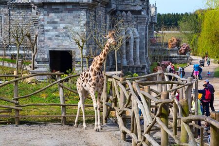 Pairi Daiza, Belgium - April 11, 2016: Giraffe in the zoo Pairi Daiza and people aroundのeditorial素材