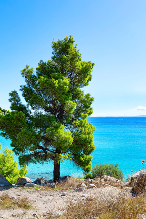 Summer vacation background with turquoise sea water bay and pine tree in greek island, Greeceの写真素材