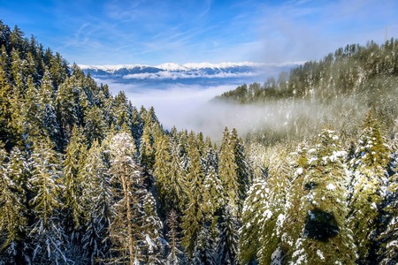 winter mountains banner vacation background with snow covered pine trees aerial viewの写真素材