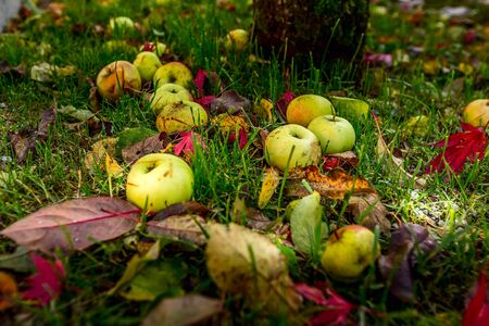 Fallen leaves and apples in green grass lying on the grass autumn backgroundの写真素材