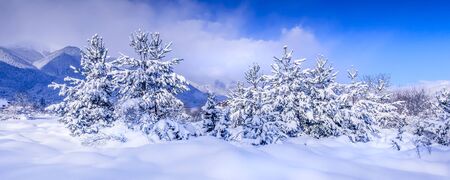 Christmas winter rural mountain landscape panoramic banner view, pine trees covered with heavy snow