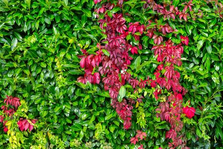 Fall leafs seamless texture background, grape creeper fence, Parthenocissus or Virginia climbing plant, green and red floral patternの写真素材