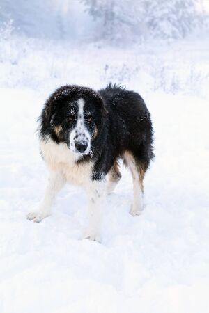 Bulgarian Shepherd or Karakachan Dog on White snow winter background