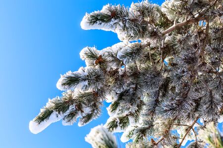 Christmas or New Year winter background with snow forest pine trees, frozen coniferous branch and blue skyの写真素材