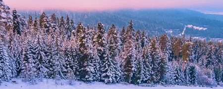 Colorful winter landscape with pink sunset view, pine trees and snow mountains, Pirin, Bulgaria