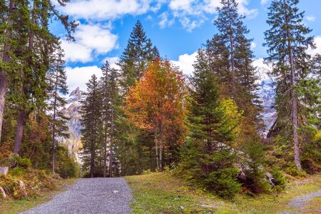 Bernese Alps snow peaks and green pine trees panorama near Kandersteg village, Canton Bern,...