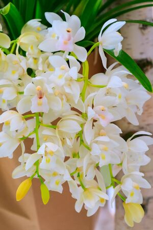 holiday background with beautiful close up white orchid flower branchの写真素材