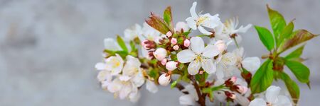 Spring. Studio image of blossoming tree branch with white and pink flowers close-up banner