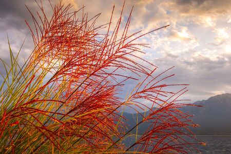Tranquil sunset lake Geneva, Switzerland with red reed flowers, glowing in sunlightの写真素材
