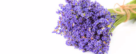 Bunch of lavender flowers, fresh lavender, copy space bannerの写真素材
