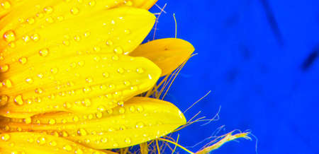 Panoramic banner with macro close up yellow sunflower petals with water drops on blue backgroundの写真素材