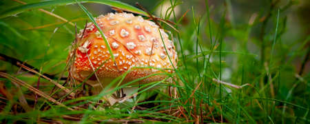 Amanita fly agaric mushroom with red cap close-up in forest grass, nature banner