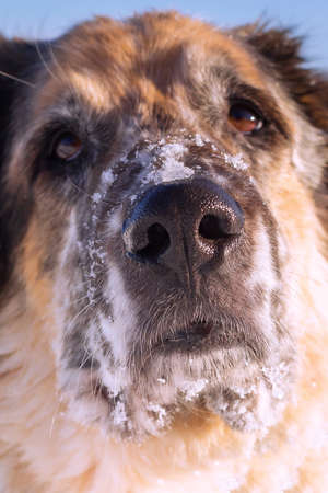 Dog snow covered face, focus on nose, portrait close-up