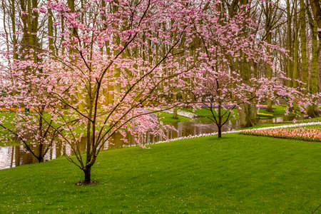 Multicolored flowers and tree blossom landscape in Keukenhof, Netherlands