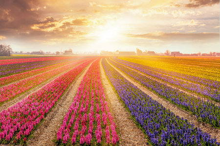 Colorful sunset in Netherlands, Europe with field of blooming hyacinth flowers in Holland