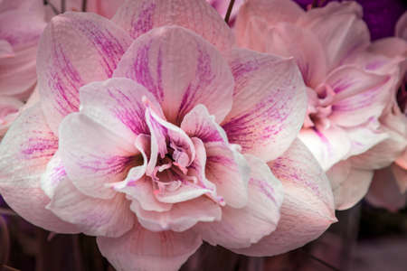 Pink, white and purple lily close-up macro flowers shot