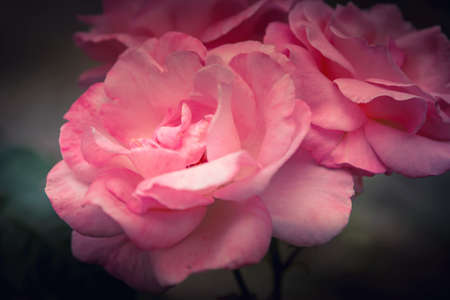Flower background with pink rose petals macro close-upの写真素材