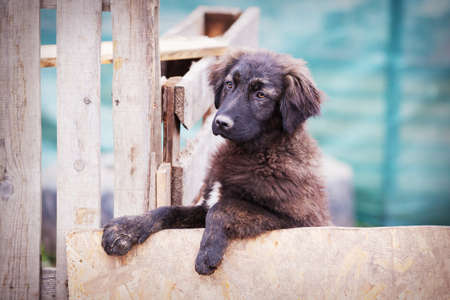 Portrait of sad dog puppy in shelter behind fenceの写真素材
