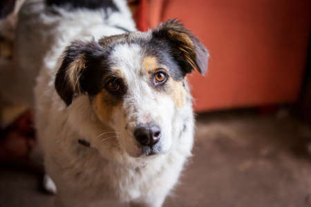Dog with sad eyes in shelter for adoptionの写真素材