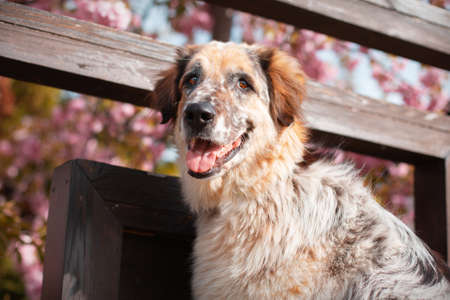 Big dog near spring blossoming tree and fence