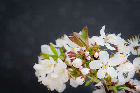 Tree blossoming branch with white flowersの写真素材
