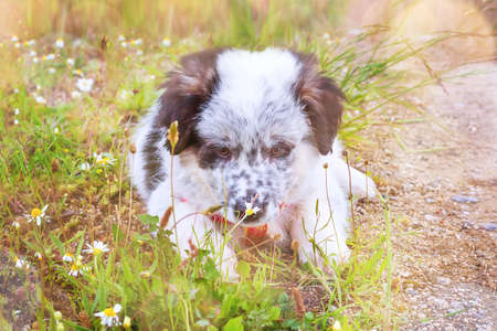 Puppy sniffing the flower, close-up portraitの写真素材