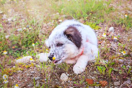 Puppy sniffing the flower, close-up portraitの写真素材