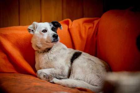 Dog with sad eyes in shelter for adoptionの写真素材