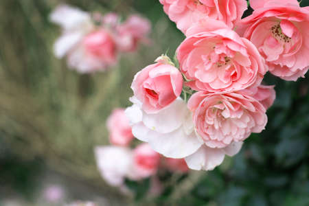Pink blooming roses with budsの写真素材