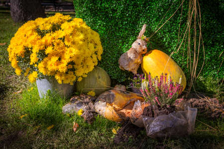 Autumn still life with flowers and pumpkinの写真素材