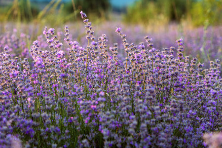 Sunset Lavender Field close-up in the summerの写真素材