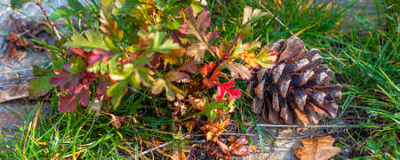 autumn leaves and pine cone on green grassの写真素材