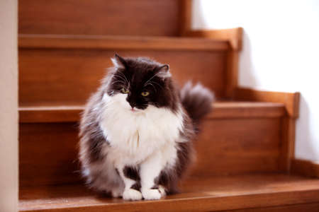 Fluffy cat sitting on a stairs inside a homeの写真素材