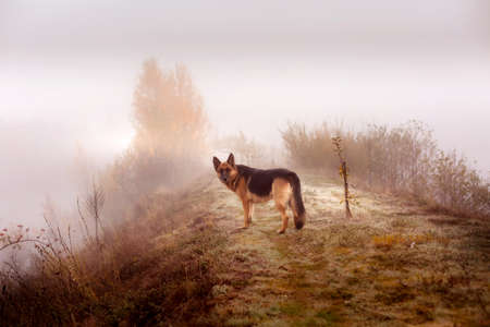 Adorable German shepherd standing in autumn park