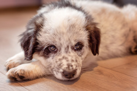 Bulgarian shepherd puppy dog lying on floor indoorの写真素材