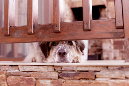 Big dog is waiting behind wooden fenceの写真素材