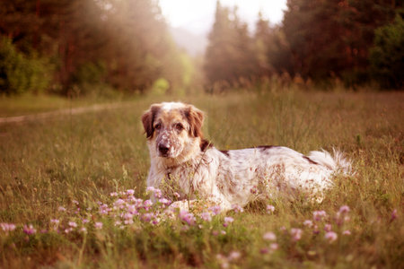 Big dog lying in pink flowers