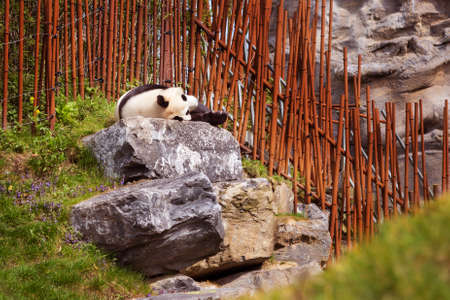 Giant Panda sleeping, lying down near bamboo fenceの写真素材