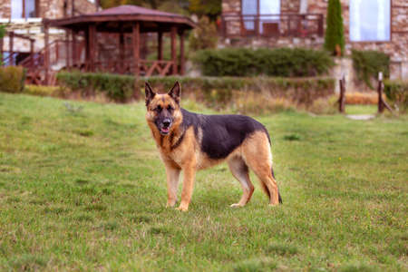 Adorable German shepherd standing in green grassの写真素材