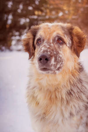 Dog face portrait close-up, snow winter