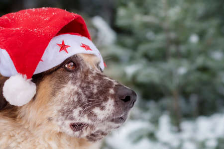 Big cute funny dog in red santa hat close-up face, portrait, fir tree in winter snow park backgroundの写真素材