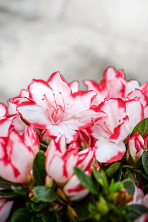 closeup pink and white flowers holiday backgroundの写真素材