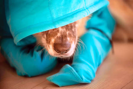 Nose of funny big dog wearing bright blue hoodie lying and hiding face under hood