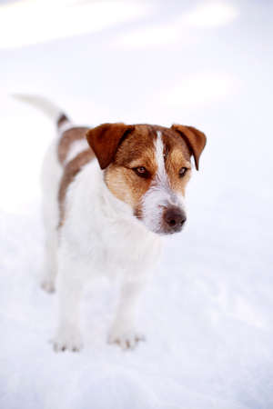 Small size red and white dog standingの写真素材