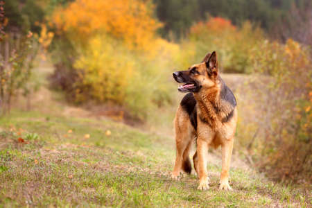 Adorable German shepherd standing in the grass, close-up portraitの写真素材