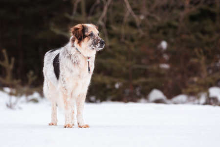 Dog portrait, winter forest backgroundの写真素材