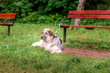 Big dog lying in the park, tiedの写真素材