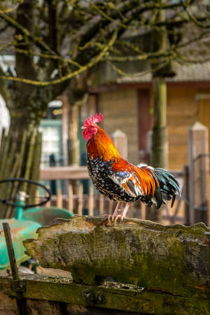 Colorful Rooster closeup in the village yardの写真素材